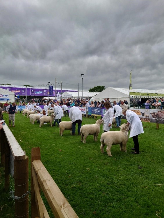 Beirniadu defaid yn yr Highland Show