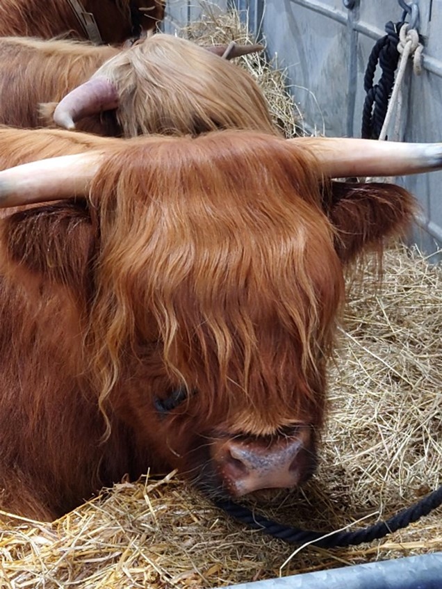 A Highland Calf at the Highland Show